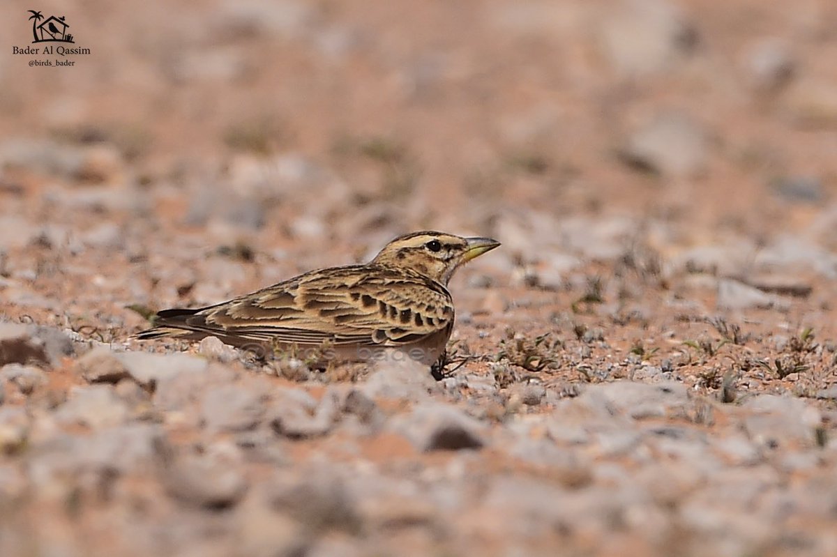 Birds_bader's tweet photo. * القبرة شرقية صغيرة ( مهاجر)
* Bimaculated Lark
* Melanocorypha bimaculata
#الحياة_البرية
#طيور_مهاجرة
#saudi_birds
#الهيئة_السعودية_للحياة_الفطرية
#bbcWildlifePOTD
#birds #البراري
#مكشات #حصد #جرجس
#BimaculatedLark #Melanocoryphabimaculata https://t.co/ehiDxAyJsf