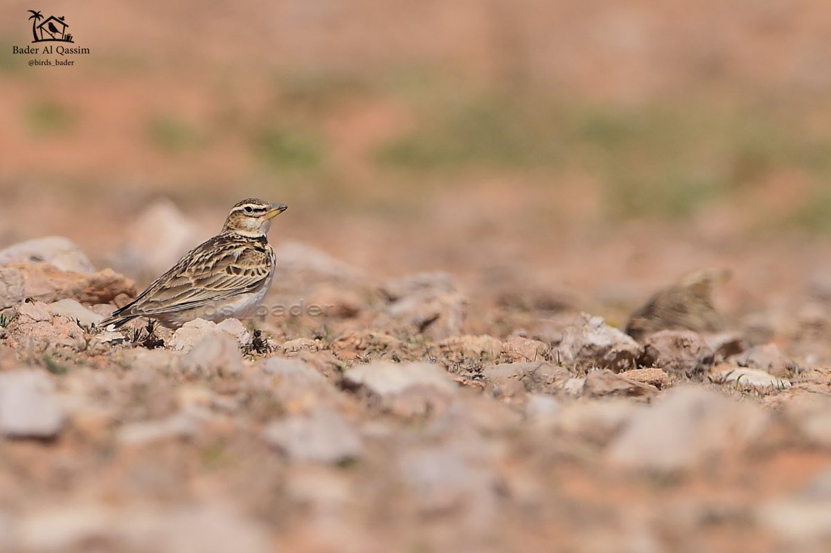 Birds_bader's tweet photo. * القبرة شرقية صغيرة ( مهاجر)
* Bimaculated Lark
* Melanocorypha bimaculata
#الحياة_البرية
#طيور_مهاجرة
#saudi_birds
#الهيئة_السعودية_للحياة_الفطرية
#bbcWildlifePOTD
#birds #البراري
#مكشات #حصد #جرجس
#BimaculatedLark #Melanocoryphabimaculata https://t.co/ehiDxAyJsf