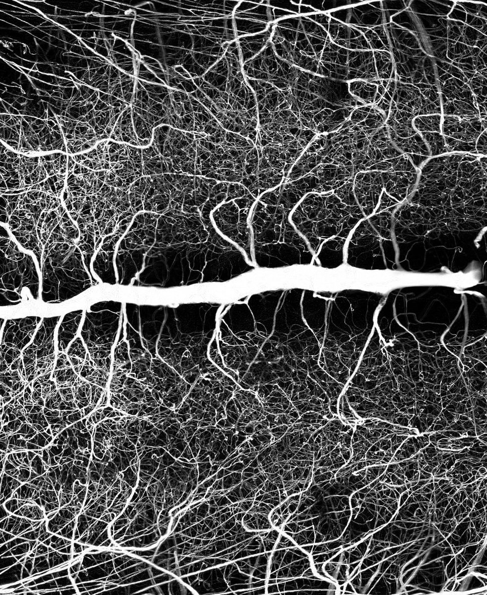 Tedeschi Sun LAB tweet media
