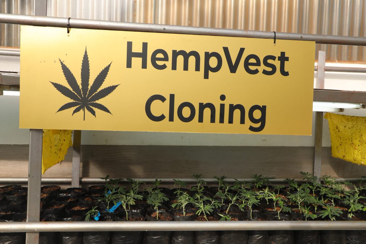 OfficialGDARD's tweet photo. Walkabout #HempVest farm in #MogaleCity to see & explore such opportunities. Zaid made a informative presentation & Zunid seen below talking to Ms Dora Modise (DDG GDARD) are the Directors of Hempvest. #Treadclosed https://t.co/SFCwWMck8N