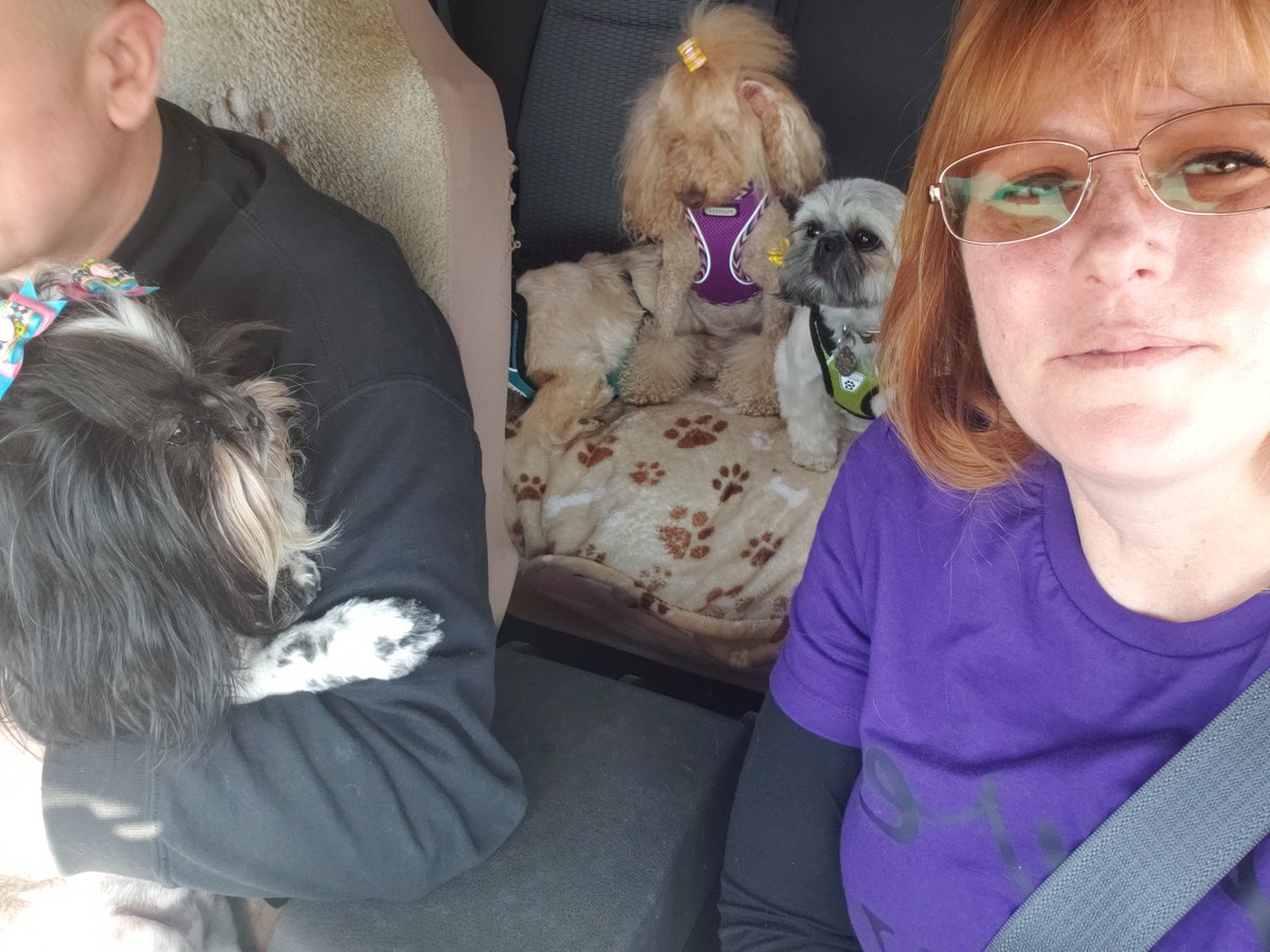 resqpups's tweet photo. STFBR foster parents Care and Mike took a road trip with their crew, Lily and Izzy (alums), and Ginger drive from OH halfway to CT to meet Raven (Spring) and Savannah (Dawn)'s forever family this weekend. https://t.co/tFJNEFKDBo