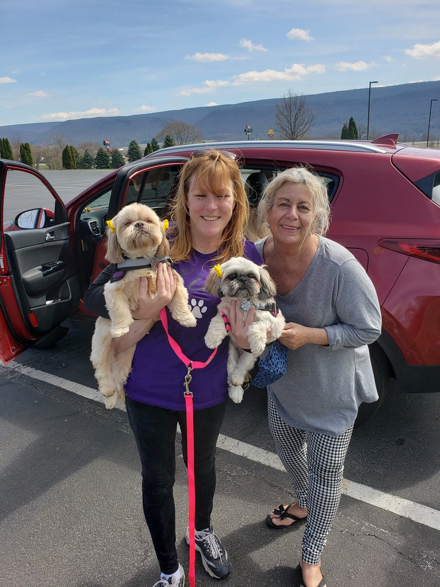 resqpups's tweet photo. STFBR foster parents Care and Mike took a road trip with their crew, Lily and Izzy (alums), and Ginger drive from OH halfway to CT to meet Raven (Spring) and Savannah (Dawn)'s forever family this weekend. https://t.co/tFJNEFKDBo