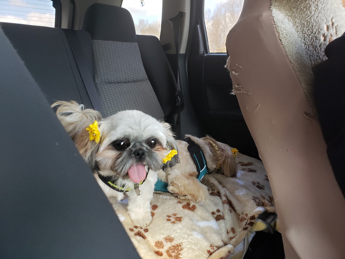 resqpups's tweet photo. STFBR foster parents Care and Mike took a road trip with their crew, Lily and Izzy (alums), and Ginger drive from OH halfway to CT to meet Raven (Spring) and Savannah (Dawn)'s forever family this weekend. https://t.co/tFJNEFKDBo