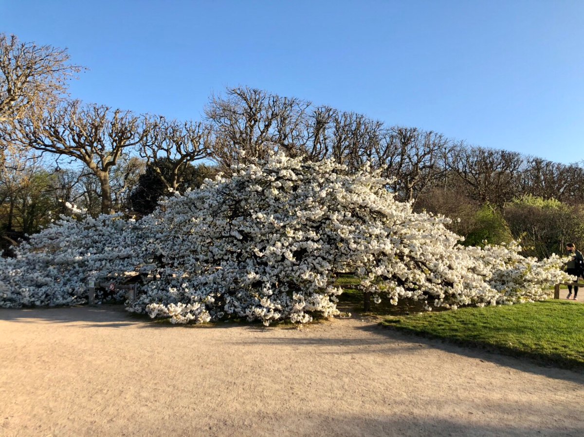 alaserpente's tweet photo. Le cerisier star du #JardindesPlantes @Le_Museum  est à son zénith : les cascades de fleurs ont envahi les allées, leur parfum est capiteux sous le soleil estival. Quel plaisir de les retrouver après le rendez-vous manqué l’an dernier 🌸🌸🌸 #hanami https://t.co/tz32KB4RoE