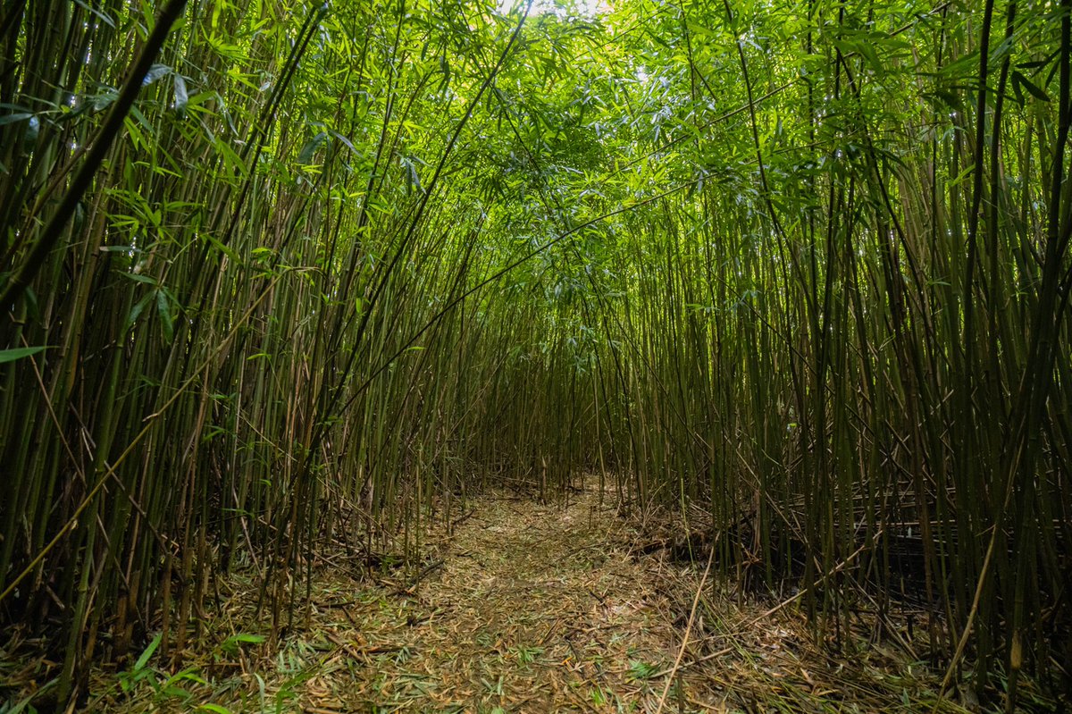 swaysview's tweet photo. A lil greenery for the soul #swaysview https://t.co/MCAedNgrnk