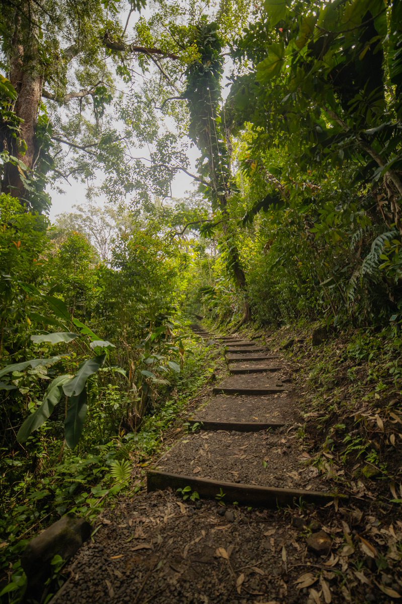 swaysview's tweet photo. A lil greenery for the soul #swaysview https://t.co/MCAedNgrnk