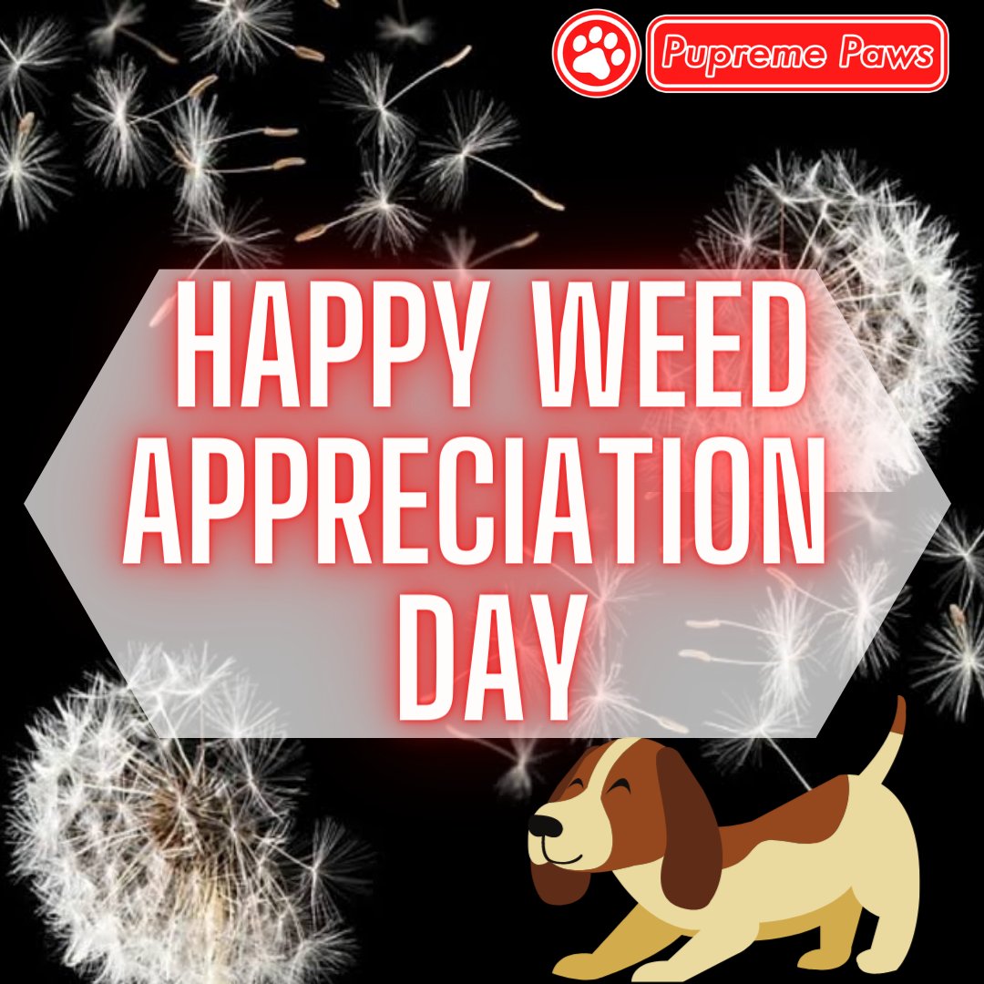 PupremePaws's tweet photo. 🌟Happy Weed 🌿  Appreciation Day💗 https://t.co/CTldMbjq0W

#pupremepaws #pupreme #doglife🐾👣 #doglifes #doglifejacket  #dogofmylife #dogofday #dogoftheworld  #dogofig #dogofinstaworld #dogoftheweek  #dogstuff #dogofthedayjp #dogofinstagram #dogoftheday #dogsofinsta #dogs https://t.co/r5q93vUEsz