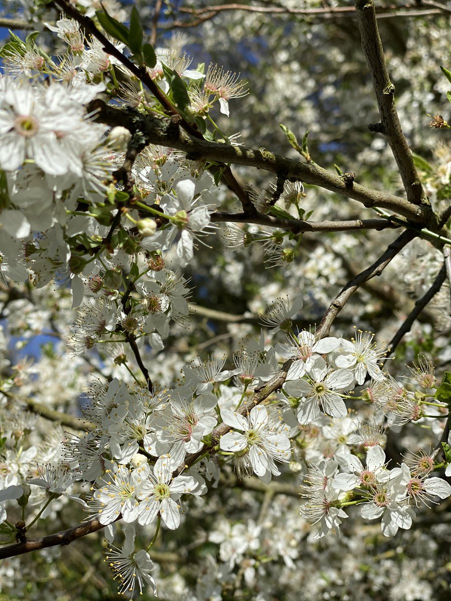 plumtreecoop's tweet photo. Lovely walk to Round Shaw Downs 🌸🌿💕#purley #spring #roundshawdowns #blackthorn #sloe #floweringspring https://t.co/xV8odWf5zg