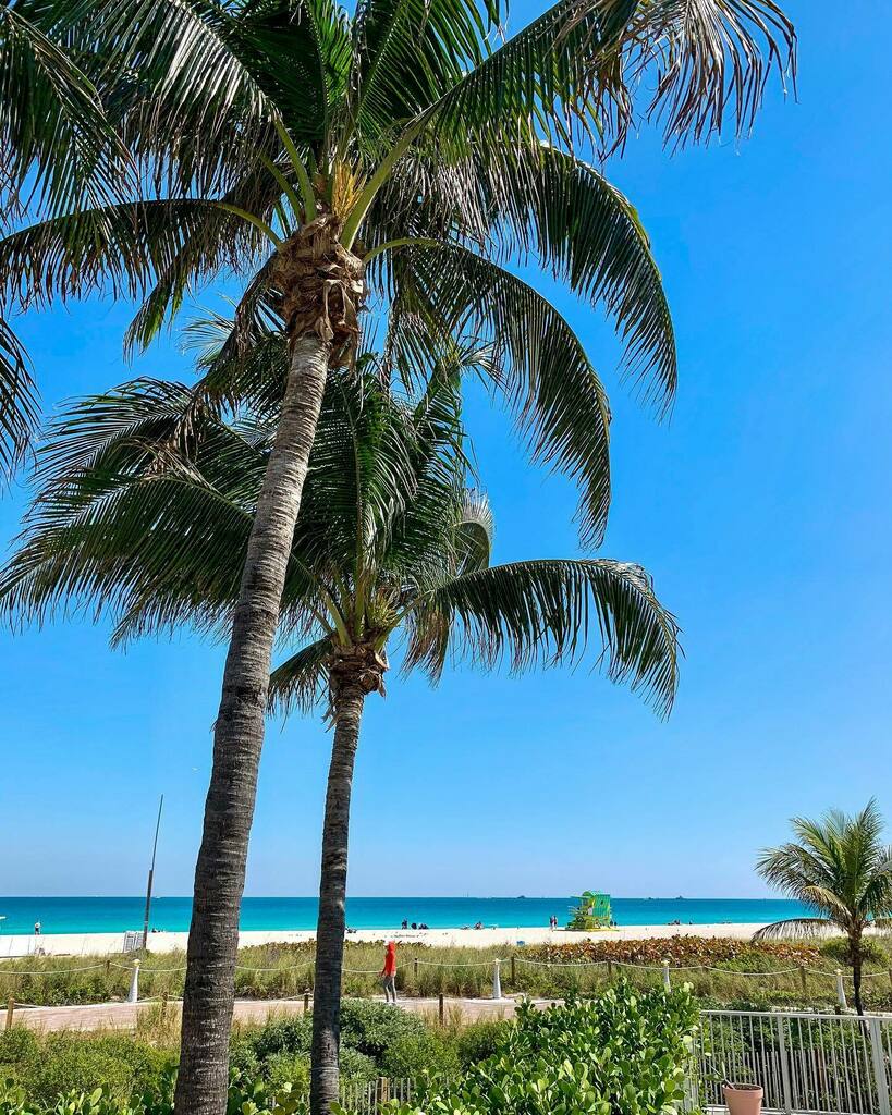 TheMiamiGuide's tweet photo. Happy #TurtleTuesday from Miami Beach π΄ Sea turtle nesting season is here! π’
Show some turtle π follow @miamidadeseaturtles to check what you can do to protect these locals.
#SaveMiamiSeaTurtles #miamibeach #miamivibes #marinelife #ocean #miamidade⦠https://t.co/5UZfql6ogg https://t.co/FBKjVFx0m8
