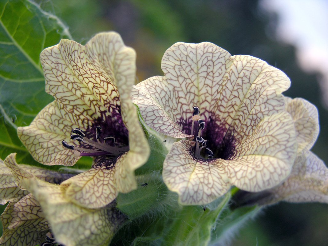 arboles_magicos's tweet photo. #PlantasMagicas
Desde la antigüedad, el Beleño está asociado a la Magia y la Brujería. Existen dos tipos: el Beleño Blanco (Hyoscyamus albus) y el Beleño Negro (Hyoscyamus niger). Son conocidos también como Flor de la Muerte, Adormidera de Zorra o Hierba Loca. https://t.co/Cxg3uYsJIu