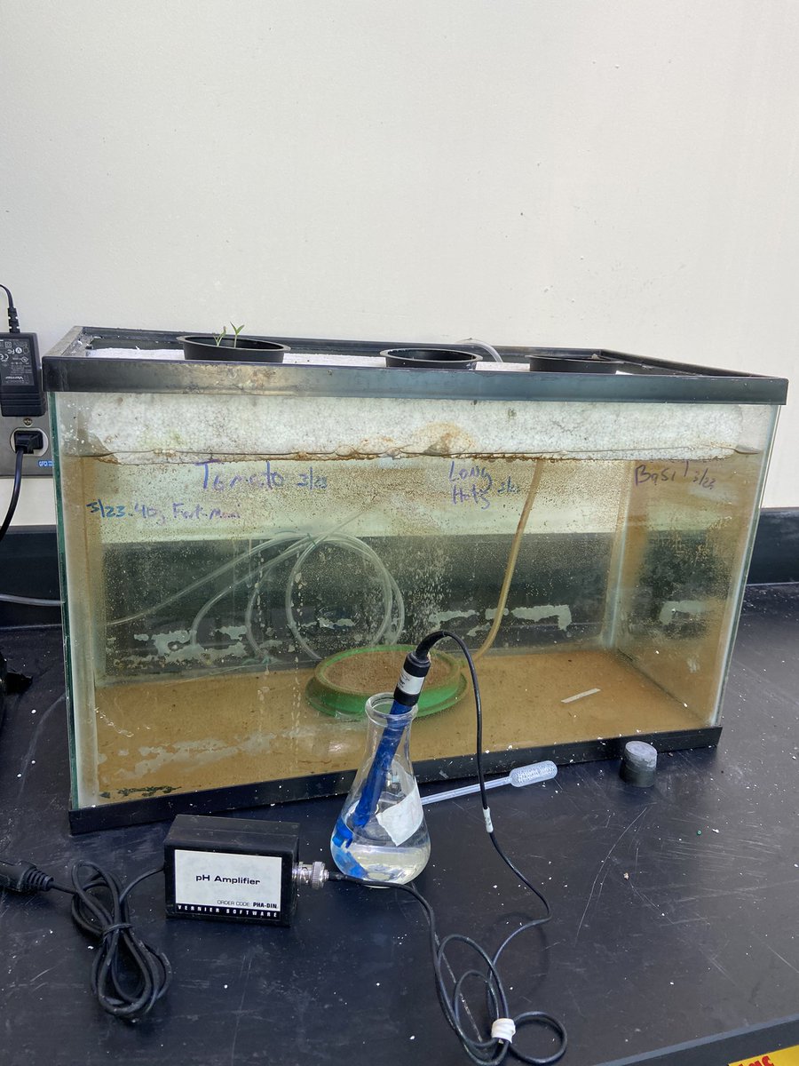 Ms_Calasso's tweet photo. First signs of sprouting in the greenhouse🌱 Mr.D’Alia designed this #hydroponics tank to grow tomatoes, long hot peppers and basil! #BectonScience https://t.co/f50LRbQVCO