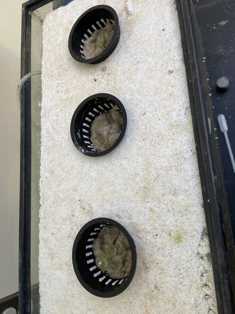 Ms_Calasso's tweet photo. First signs of sprouting in the greenhouse🌱 Mr.D’Alia designed this #hydroponics tank to grow tomatoes, long hot peppers and basil! #BectonScience https://t.co/f50LRbQVCO