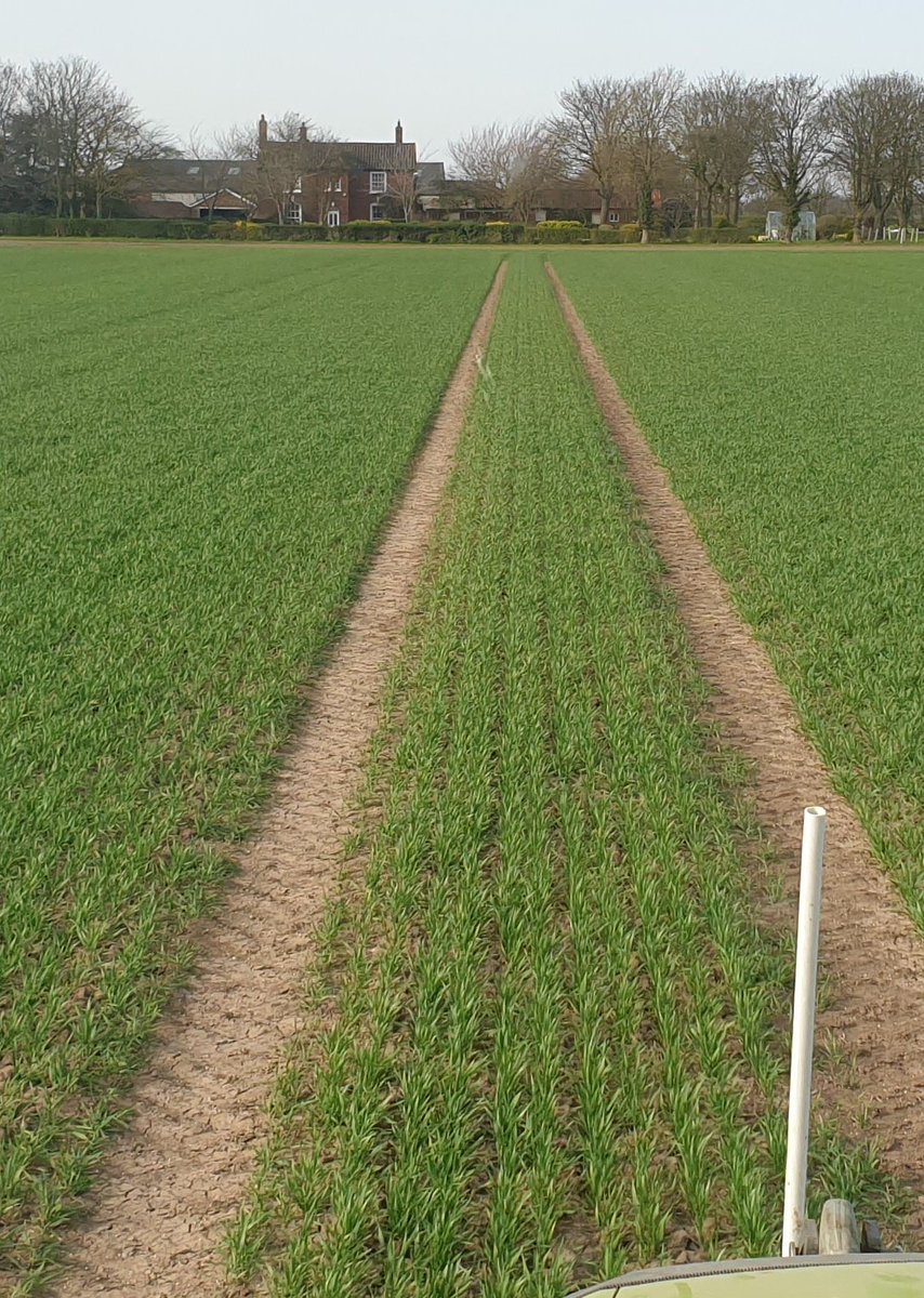 sunkfarmer's tweet photo. Hell of a day today with the fert spreader. We've covered 292ha been absolutely perfect for this job, we wouldn't have had it better if we'd ordered it. Almost flat calm #spoton @CLAAS_UK @CLAAS_Eastern @Amazone @TrelleborgWheel #yaraNsensor #Arion650 #clubhectare #sunkisland https://t.co/Jv20ltD1oP