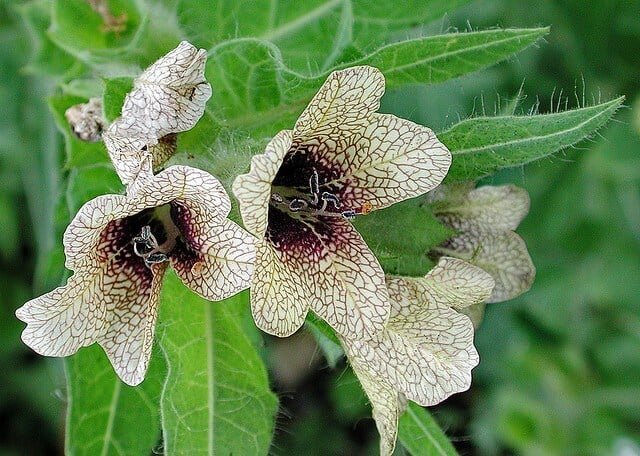 arboles_magicos's tweet photo. #PlantasMagicas
Desde la antigüedad, el Beleño está asociado a la Magia y la Brujería. Existen dos tipos: el Beleño Blanco (Hyoscyamus albus) y el Beleño Negro (Hyoscyamus niger). Son conocidos también como Flor de la Muerte, Adormidera de Zorra o Hierba Loca. https://t.co/Cxg3uYsJIu