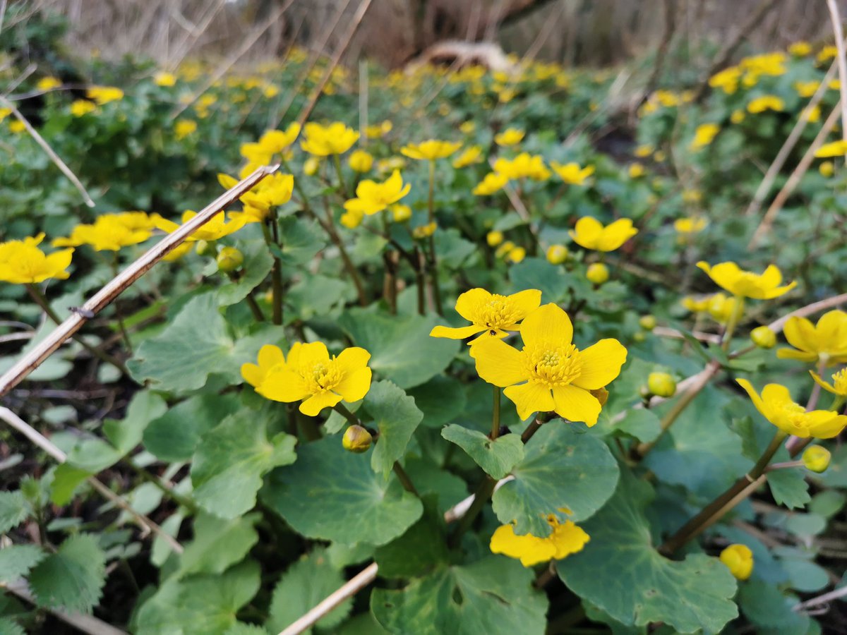 tomwardplz's tweet photo. Caltha palustris as far as the eye can see 😍 at Hartlebury Common, Worcs #ranunculaceae #Caltha #wildflowerhour https://t.co/4igQvhI4oW
