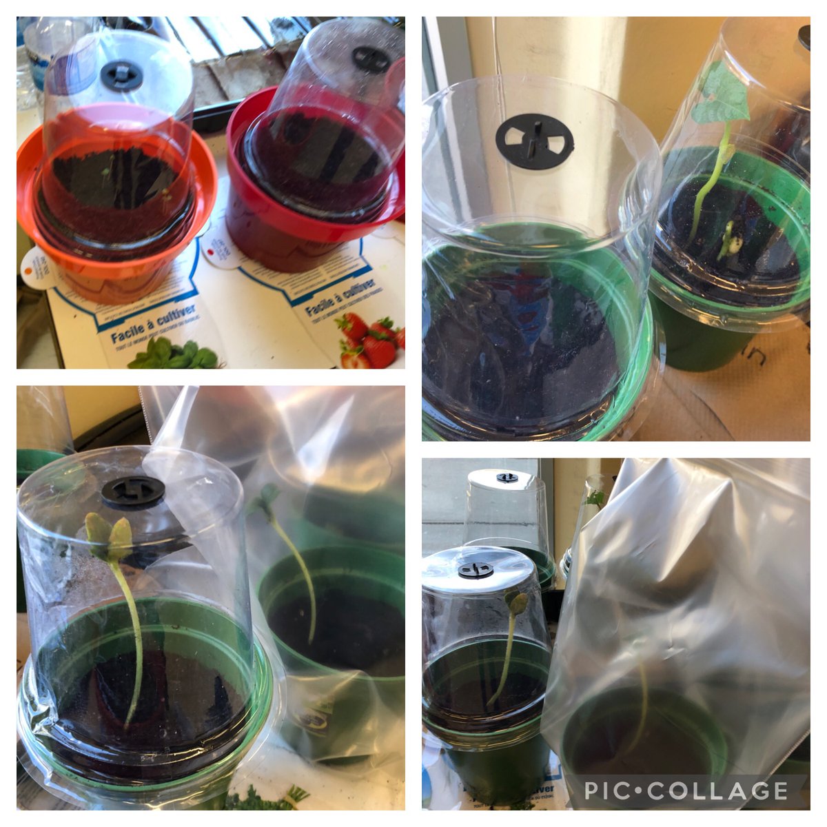 yelly100's tweet photo. As we continue to embed Indigenous ways of knowledge we planted the Three Sister Crops in the classroom and our plants are thriving!
@ECPPtdsb https://t.co/Y5a7OnTRM5