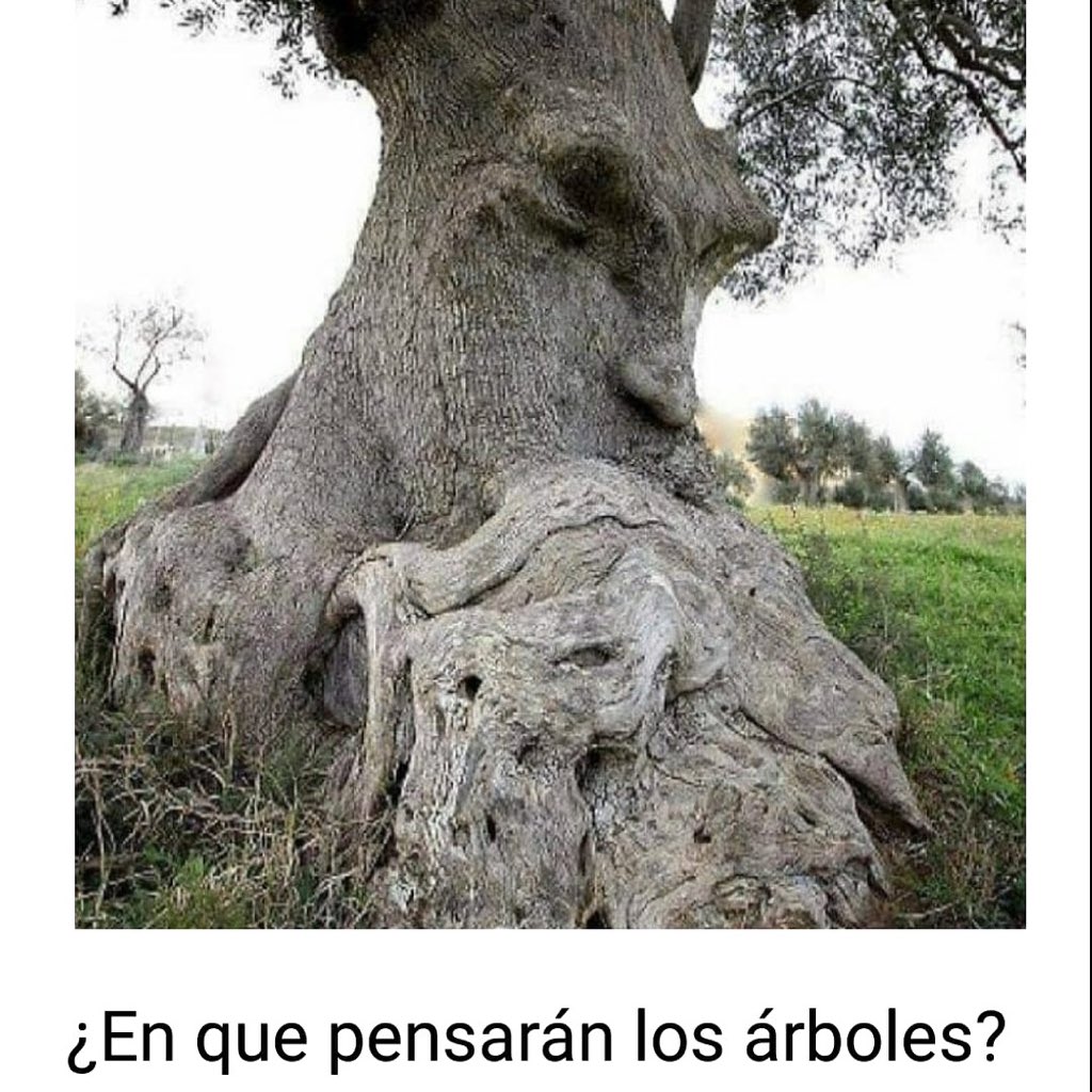 2018raices's tweet photo. #naturaleza #reflexion #pensamientopositivo #arbol https://t.co/bWtQn1EIwk