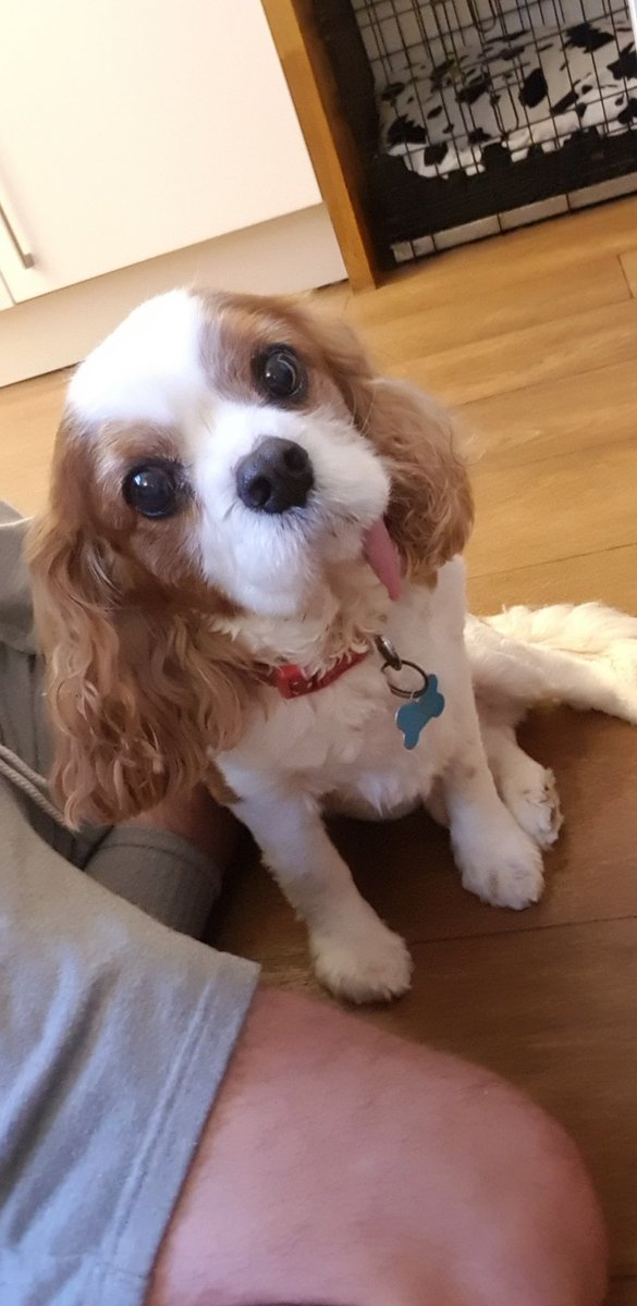 KyleJohnButler's tweet photo. 13 today ππΆ #TobyDog https://t.co/jADnvOfG3j