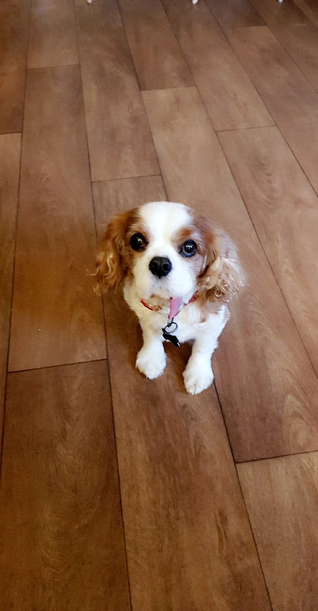 KyleJohnButler's tweet photo. 13 today ππΆ #TobyDog https://t.co/jADnvOfG3j