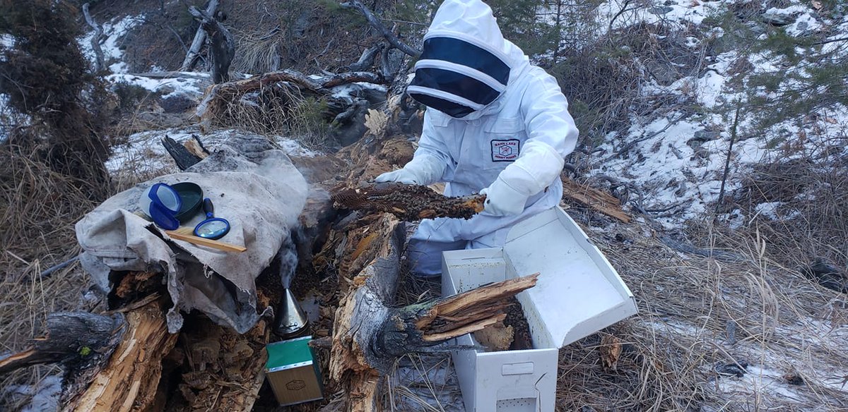 RockyMtnDevCoun's tweet photo. PopKnowledge! returns for another session tomorrow at 1:00 PM and the topic is Beekeeping Basics with Kara Bates Tangedal of Lewis &amp; Clark County 4H.
You can join us on Zoom using the following meeting info:
https://t.co/qYaw9Rjo2l
Meeting ID: 938 6616 2551 https://t.co/8VymZm1WqH