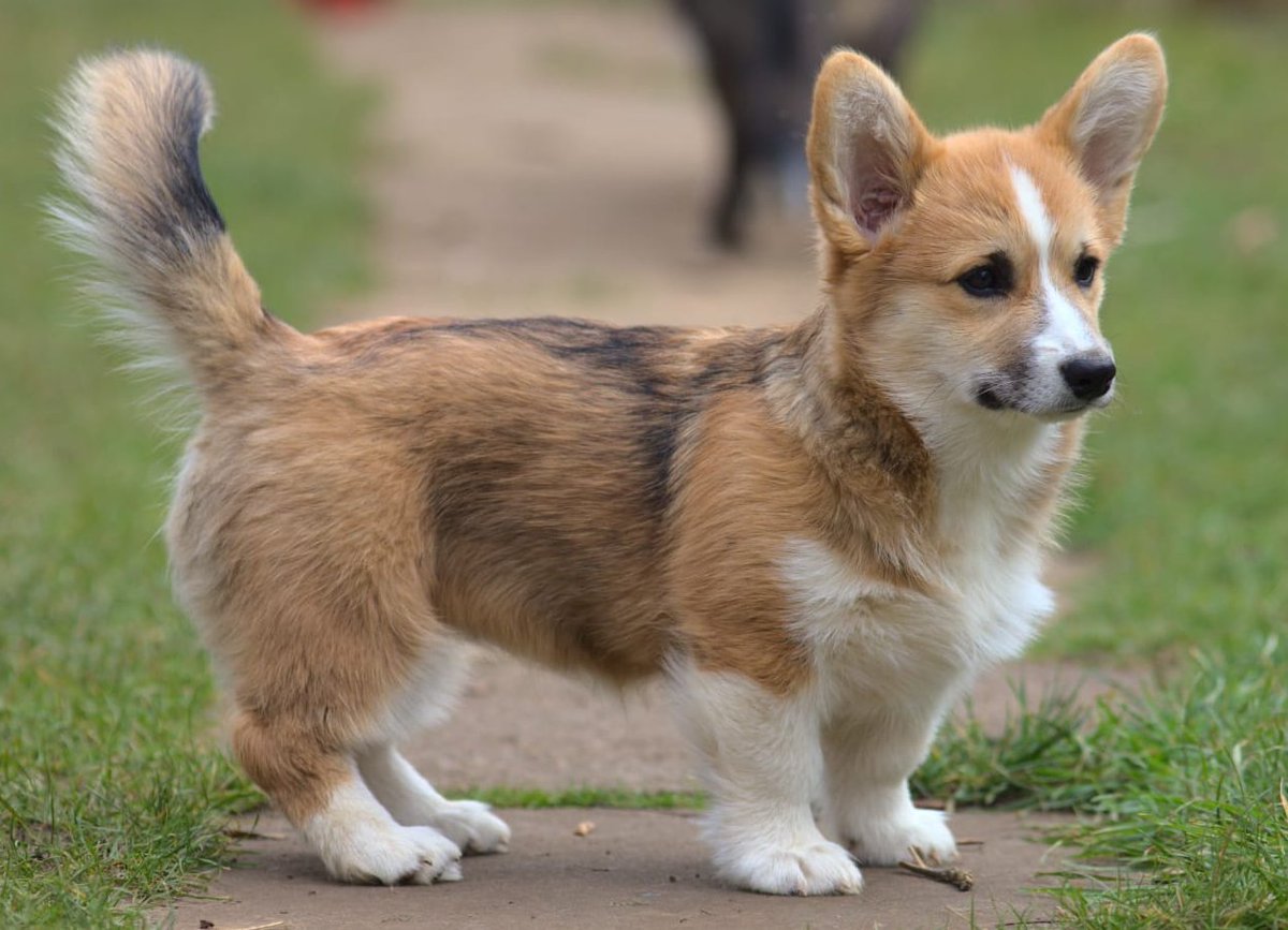 CarolBown's tweet photo. I'm getting big now. #Corgi #corgipuppy #pembrokecorgi #welshcorgi #dog #cutepuppy #puppylove https://t.co/wKJmpENoi0
