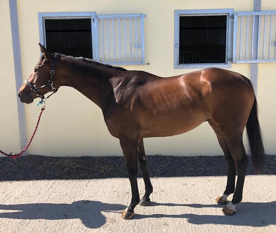 braysdown's tweet photo. π₯³Nice to start the season off again with 'Twig' Winning today at Maisemore Park point to point π
Congratulations @beaumorgan15 - first ever ride and its a winner! ππ
@lucamorgan99
@Georgia14523390
#BraysdownStables
#Gopointing
#Maisemoreparkpointtopoint
#firstridefirstwin https://t.co/1ZLbaIoHzr