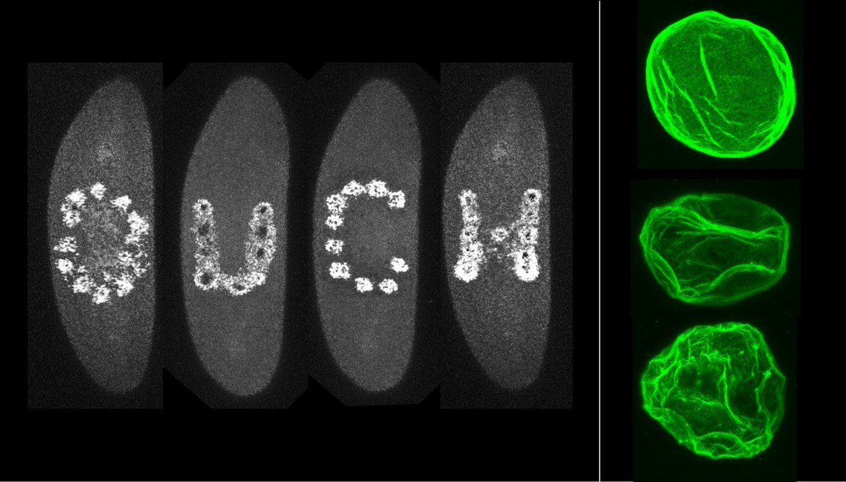 HutchBasicSci's tweet image. Interested in studying the mechanisms of cellular wound repair and nuclear architecture & organization? Want to blast cells with laser beams? The Parkhurst Lab is hiring a #postdoc and #researchtech!
careers-fhcrc.icims.com/jobs/18791/pos…
careers-fhcrc.icims.com/jobs/18012/res…
#CareersStartHere