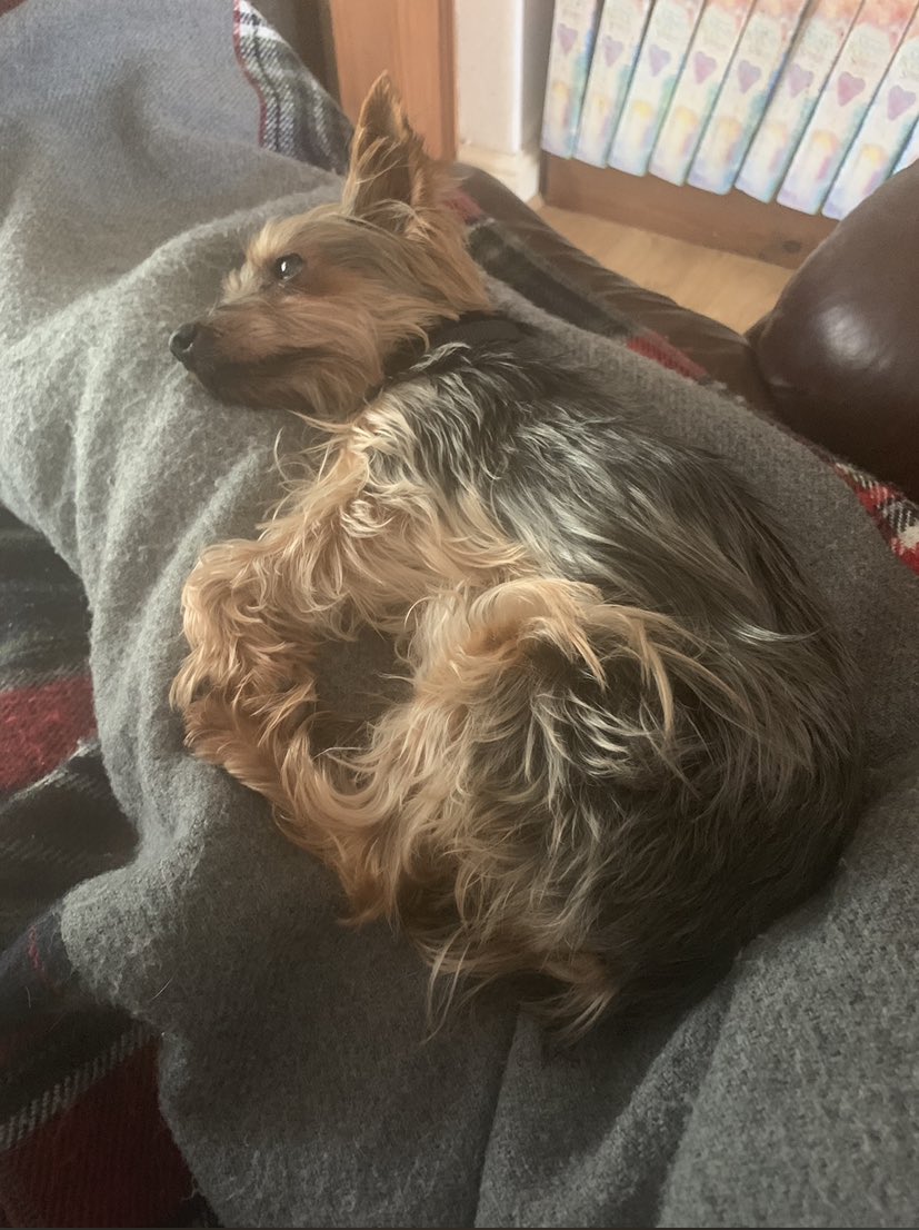 romfordrunner's tweet photo. Ellie left us 6 months ago at 15 years, 4 months, 3 weeks old. I am missing her every second of every day #yorkie #yorkshire_terrier #yorkielove #dogcuddle #brokenheart https://t.co/40F7hM1qgP