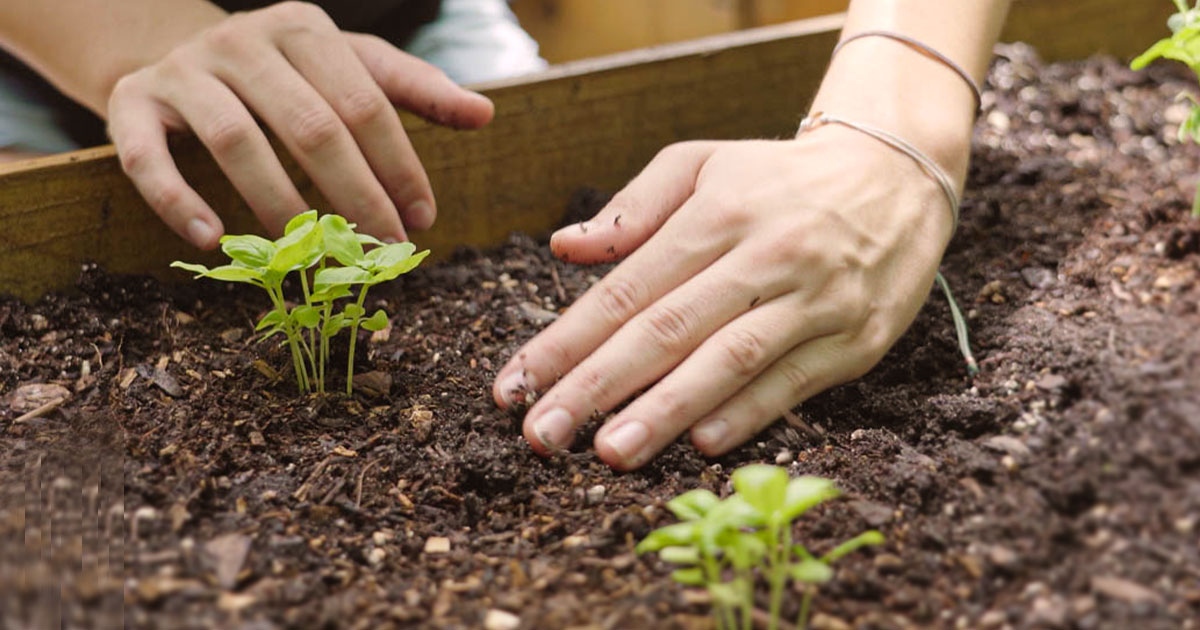 back2earthUSA's tweet photo. 🌱 Staying home has given a chance to our community to take on new projects: growing gardens.

#growinggardens #madewithcompost

https://t.co/jRnPZAKSMK https://t.co/k409eAN5C5