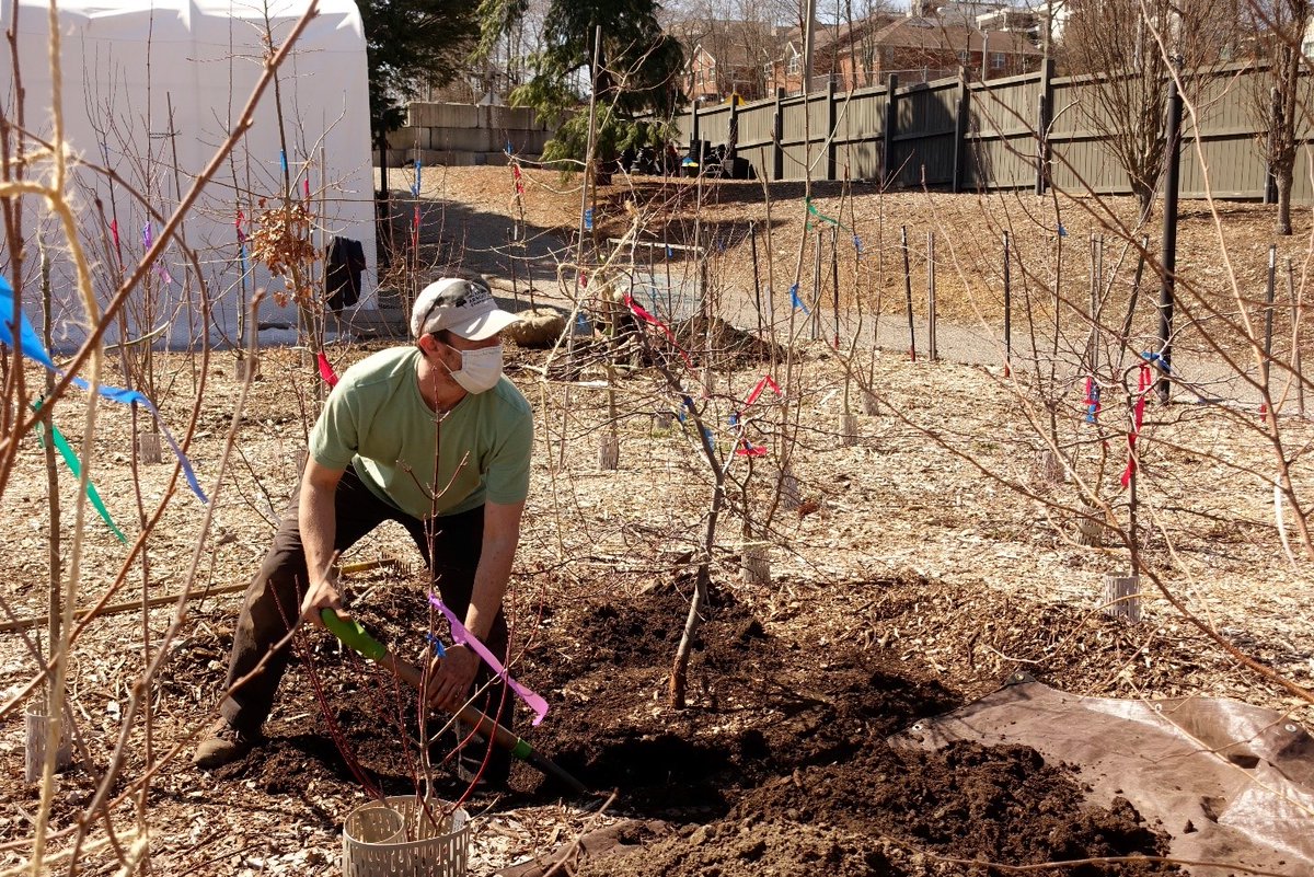 ArnoldArboretum's tweet photo. Spring planting is underway! Some 110 trees and more than 300 container plants in our nurseries are matriculating to permanent locations across the Arboretum this month. Join us in celebrating our 2021 plant graduates!
#plantgraduation #springplanting #livingcollections https://t.co/X9sxKd36Dc