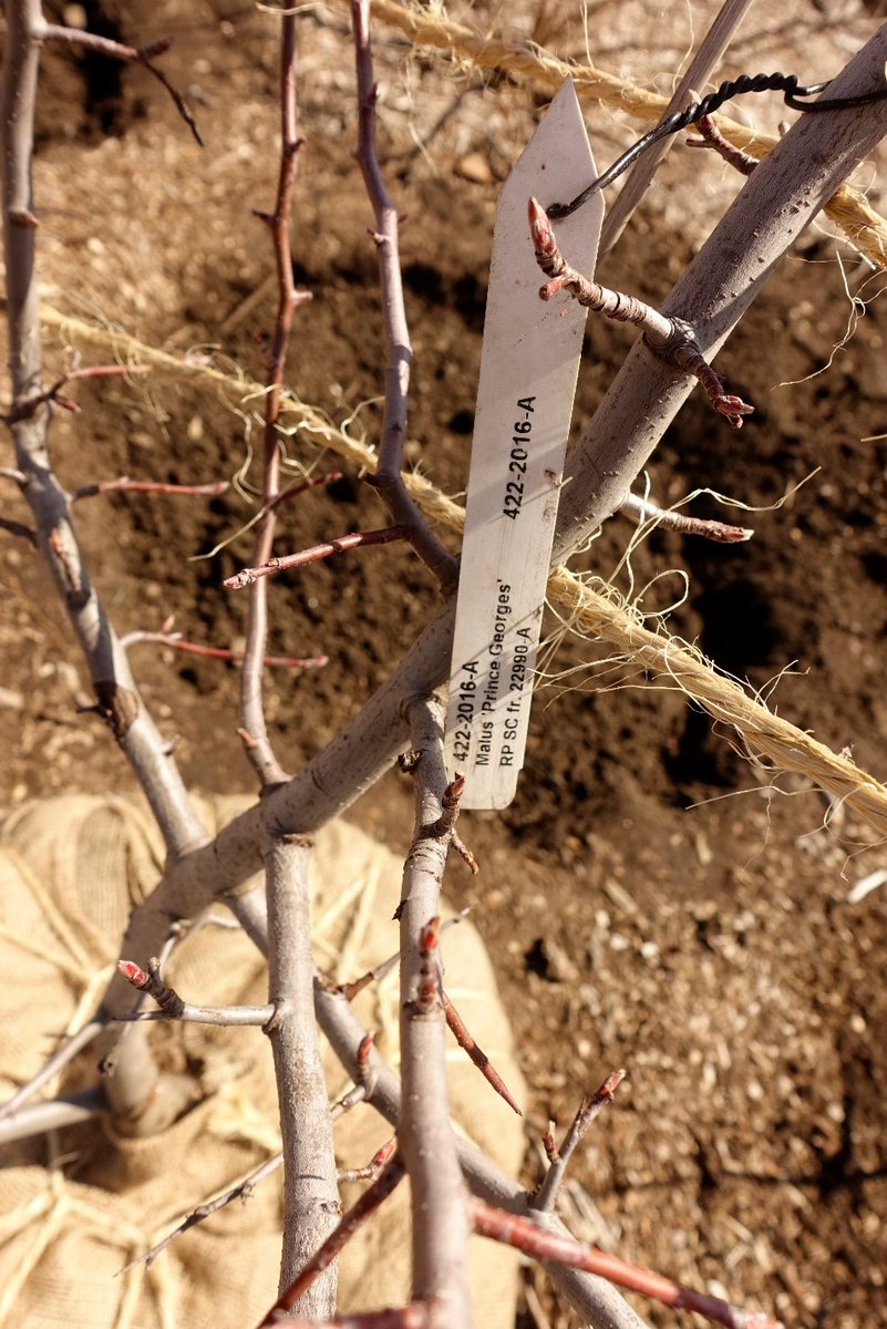 ArnoldArboretum's tweet photo. Spring planting is underway! Some 110 trees and more than 300 container plants in our nurseries are matriculating to permanent locations across the Arboretum this month. Join us in celebrating our 2021 plant graduates!
#plantgraduation #springplanting #livingcollections https://t.co/X9sxKd36Dc