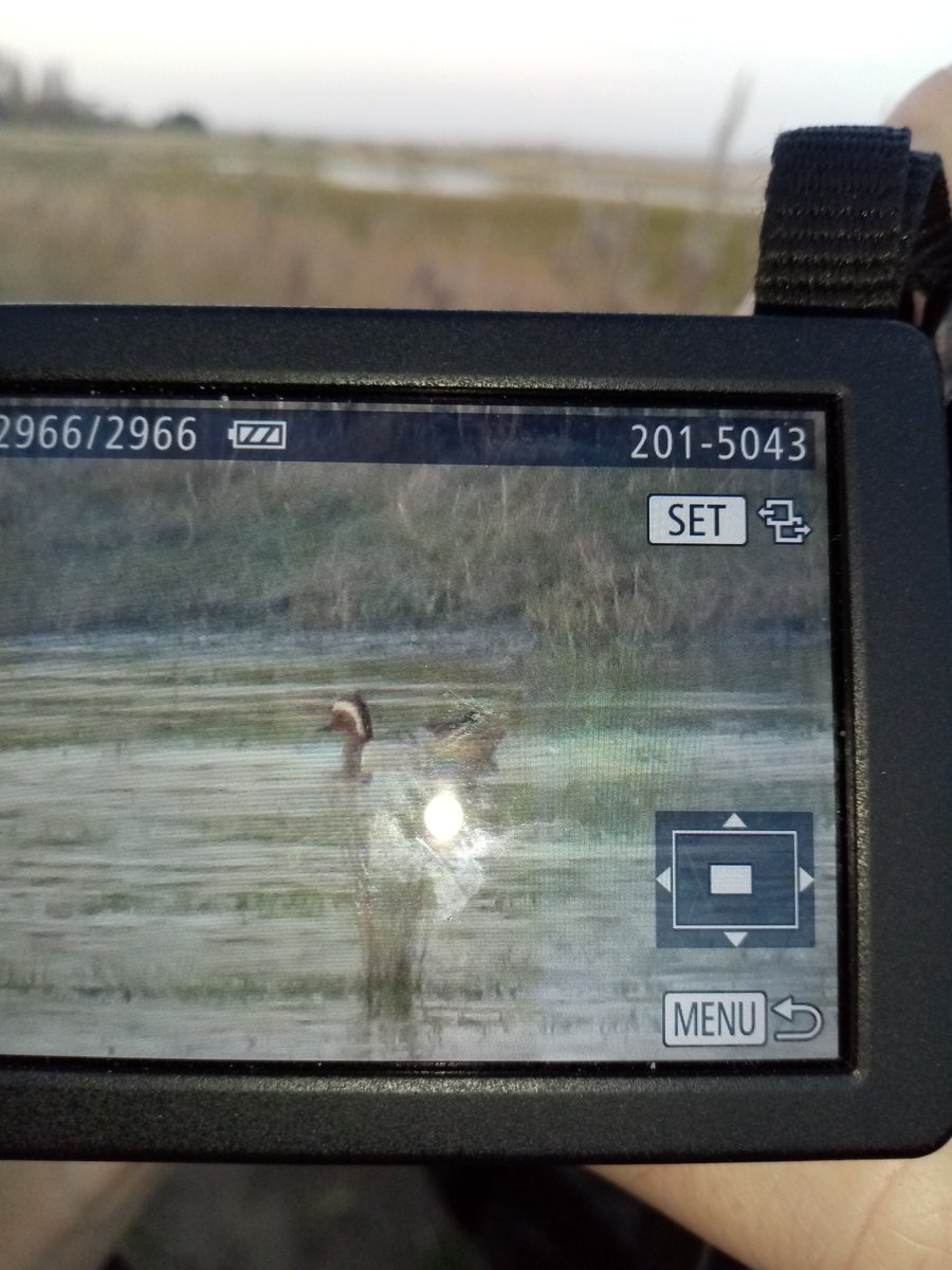 Cracking drake GARGANEY at Carlton Marshes SWT on Peto's Marsh this evening, in front of Turnpike Hide