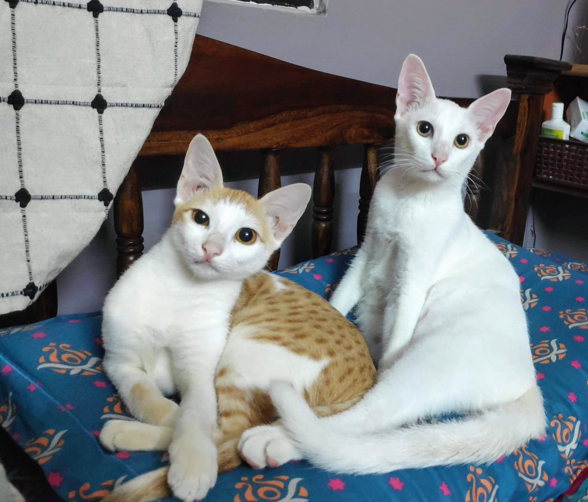 SrihariSriraman's tweet photo. Hey Twitter!

We're looking for someone in Bangalore to adopt these 2 lovely cats! 😸😺 Please get in touch if you're interested (my DMs are open). And please RT, help spread the word to your friends and family 🙏❤️. Photos, videos and details 👇 https://t.co/3ln19AvGTL
