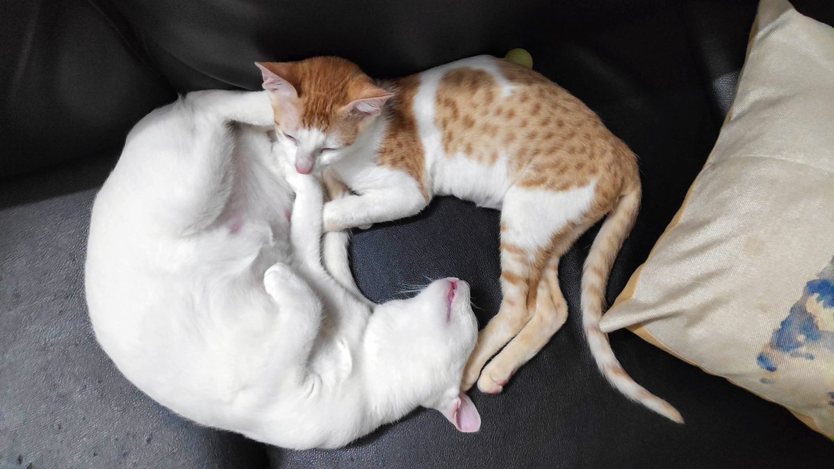 SrihariSriraman's tweet photo. Hey Twitter!

We're looking for someone in Bangalore to adopt these 2 lovely cats! 😸😺 Please get in touch if you're interested (my DMs are open). And please RT, help spread the word to your friends and family 🙏❤️. Photos, videos and details 👇 https://t.co/3ln19AvGTL