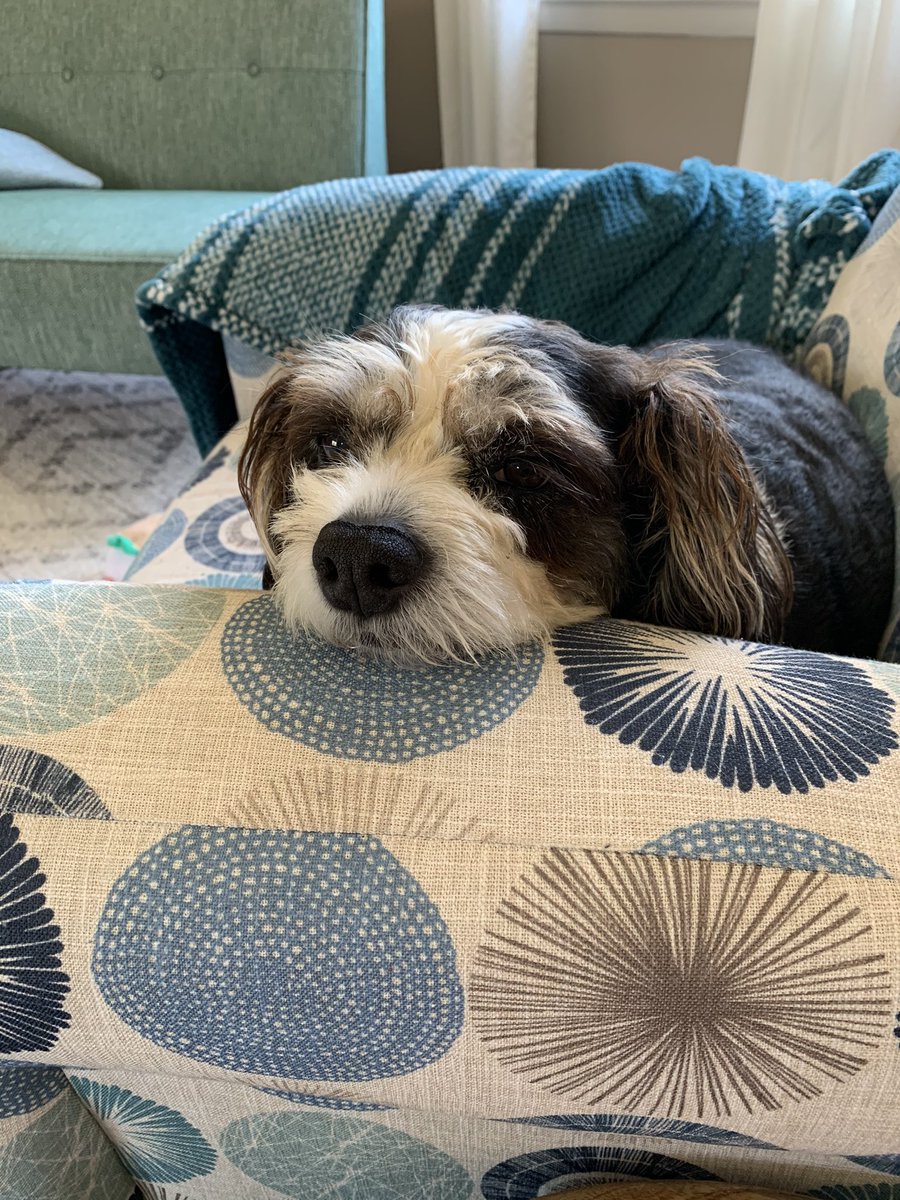 LucyLoops3's tweet photo. So much sleeping to do today #sleepy #DogsofTwittter https://t.co/g7tvjrvV20