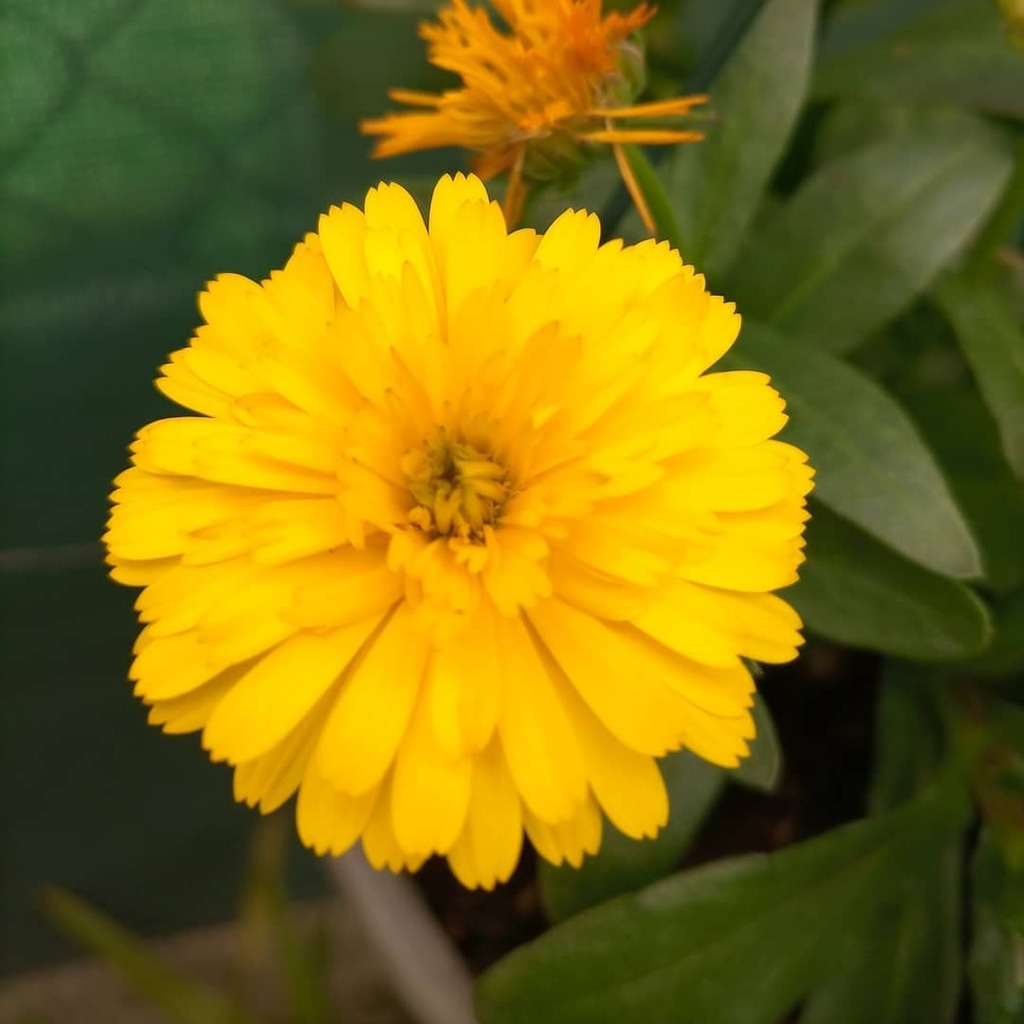 cuca_79's tweet photo. I can feel Spring in the garden 🏵️
#garden #flowers #flower #flores #yellow #spring #springtime #springarrived #vilanovadegaia https://t.co/zEskN1R178 https://t.co/nEHChOFzgr