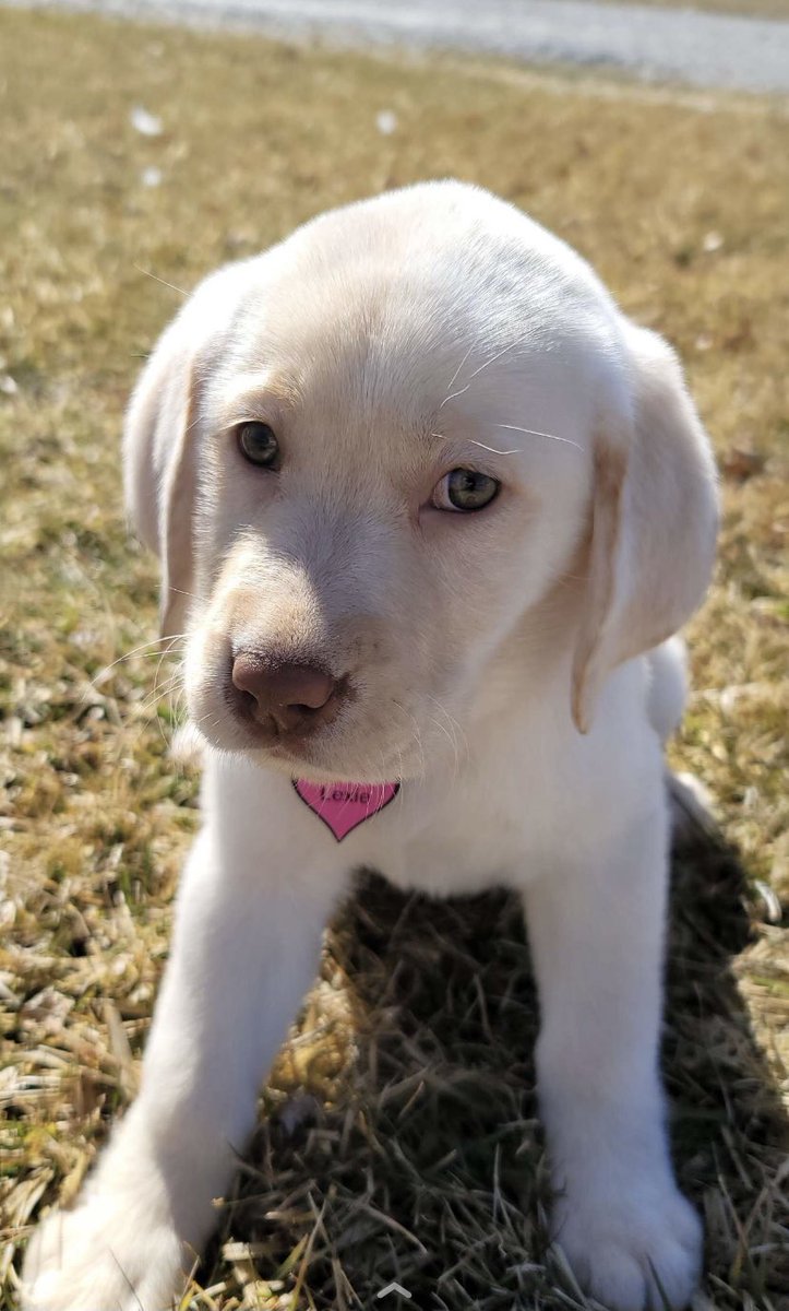 Kduph's tweet photo. @annefrances @danjlevy @SchittsCreek Our new addition to the family, Alexis Rose! She’s already growing in just a few weeks. Best show, so we had to name her Alexis! https://t.co/1OGfswvnSG