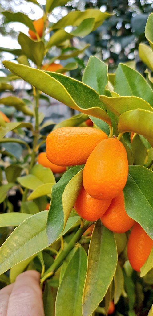 6 Nisan 2021 saat 21:⁰⁰ a kadar bu twete RT eden 2 takipçimize görseldeki KAMKAT Fidanını  çekilişle  hediye ediyoruz.🐞