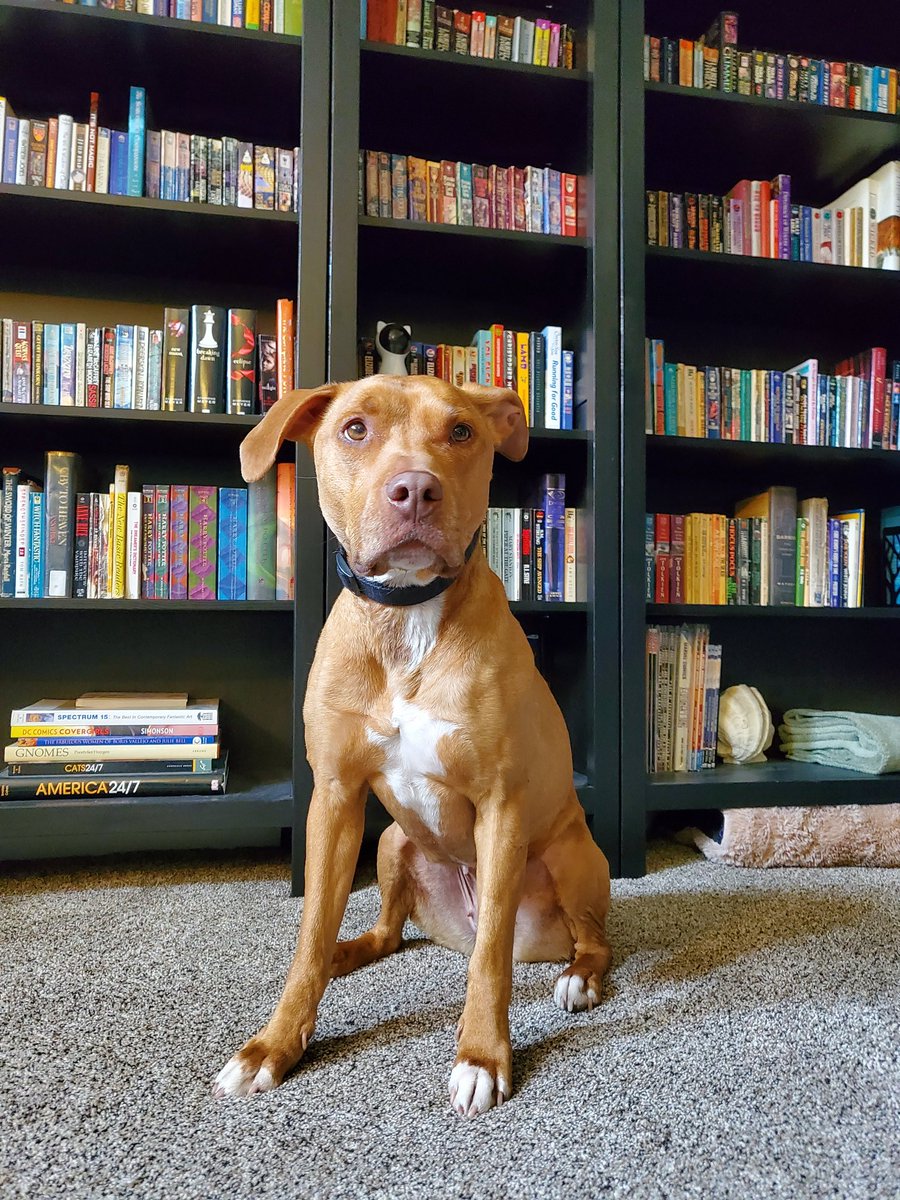 katenauthor's tweet photo. Books and a dog.
#doggles #dogs #workingwithpets https://t.co/iZCXBn8lZq