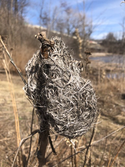 Everybody loves the sunshine, just bees and things and flowers 🌞🌻 https://t.co/OVS0NXb94L