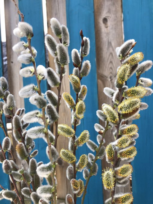 Everybody loves the sunshine, just bees and things and flowers 🌞🌻 https://t.co/OVS0NXb94L