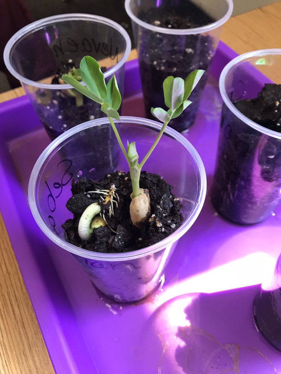 SonyaBullock14's tweet photo. Love 💕 the excitement these Ss have growing and observing from seed 🥜 to plant 🌱☀️ @bellsferryelem @cobbscience @STEMcobb https://t.co/N4yZiDNs4H