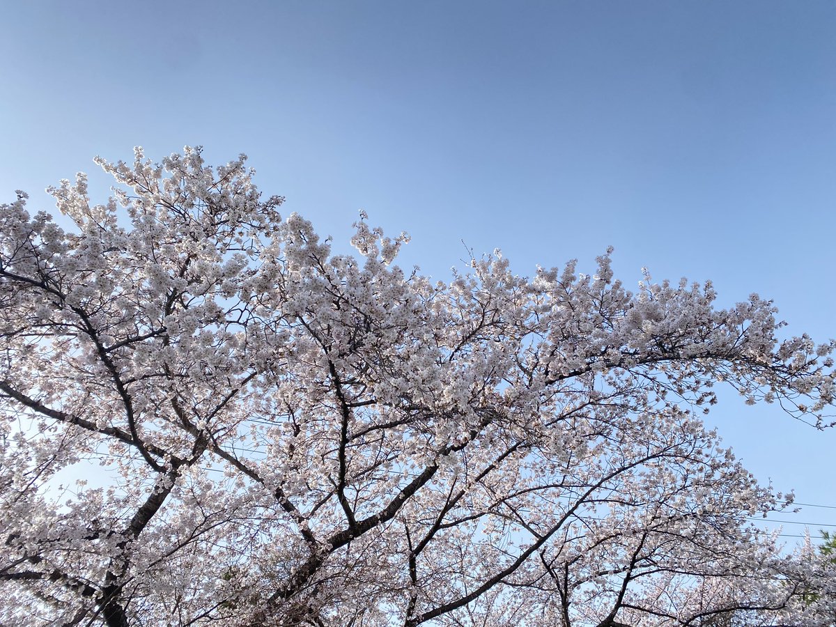 mtds3850's tweet photo. 満開まであと少し🌸 https://t.co/PuJja4uNTD