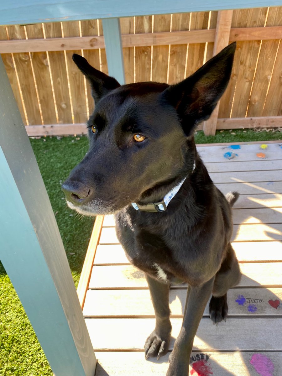 ShepsPlaceDogs's tweet photo. Thank you to all who voted for Gracie in the Rescue Madness event.  A big thanks to @barkdogbar, @TitosVodka &amp; @_MissionDriven for another great year showcasing all these great dogs.  While we did not win, Gracie is definitely a winner in our eyes!  #TeamSheps #TeamGracie https://t.co/jjVvurlz8K