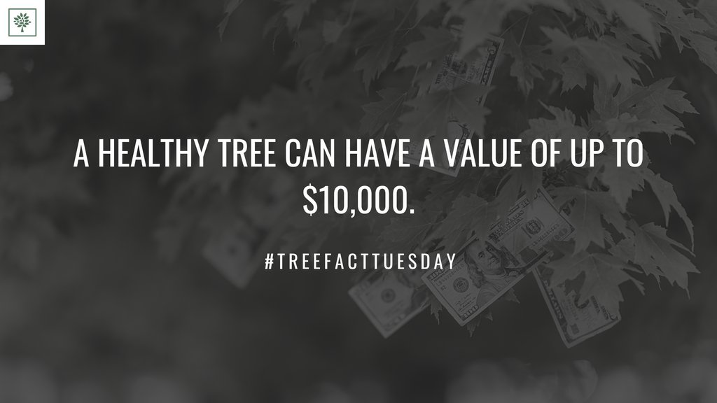 TreesForBooks's tweet image. #treesforbooks #treefacttuesday