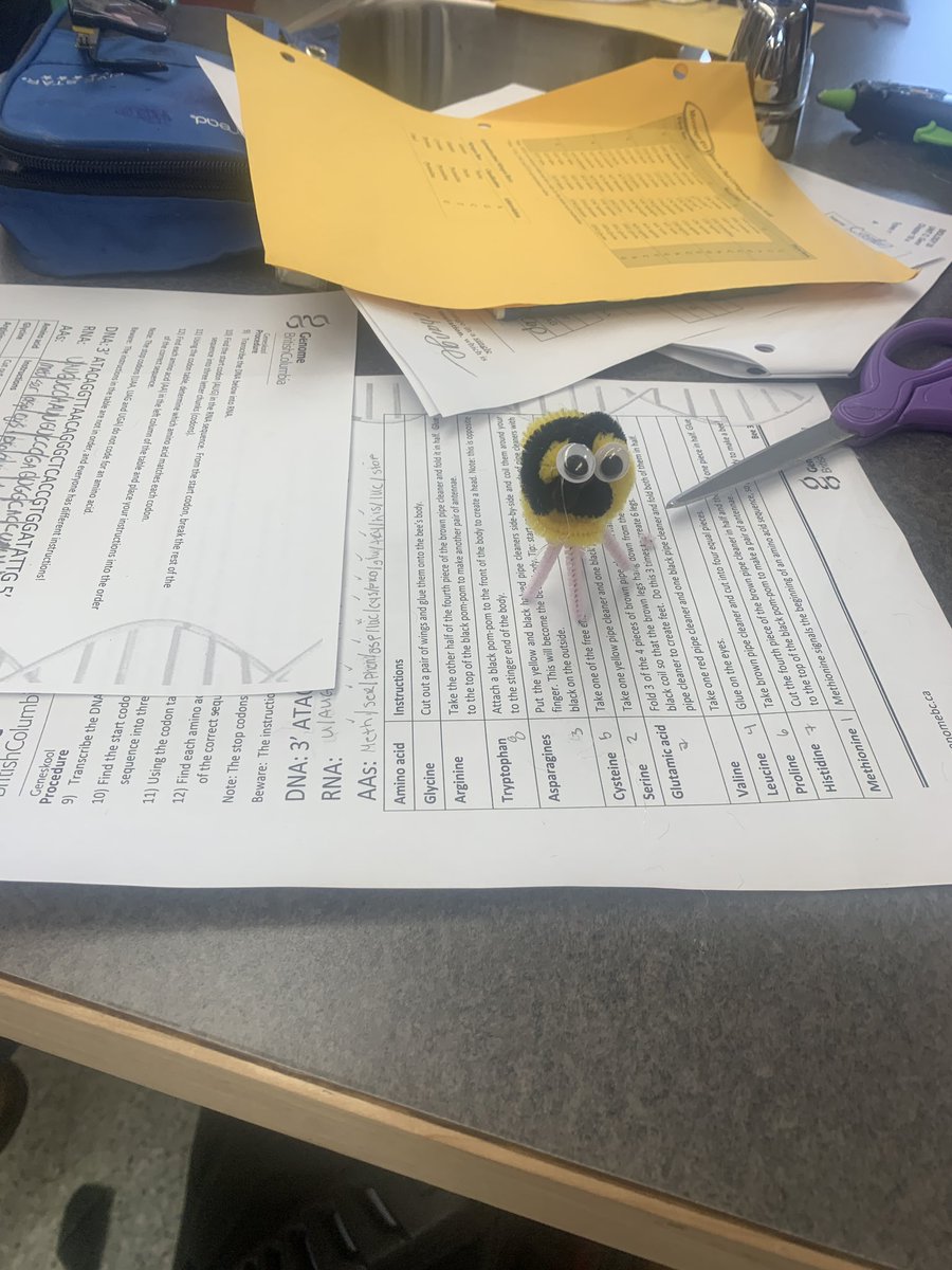 missjosephison's tweet photo. Last week we were studying mutations so each student had a different DNA strand which they transcribed into RNA and then a sequence of amino acids which corresponded to a set of instructions for making... a bee! 🐝🐝 some red, some two heads! All mutants! 🧬 #genetics #teach180 https://t.co/ZlQrx2HgaT