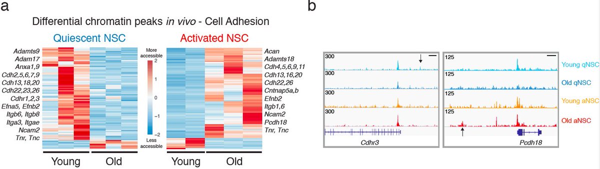 Very excited to share our paper on chromatin changes in regenerative regions of the brain during aging!! Congratulations to @robinwyeo, all co-authors and collaborators <a href="/anshulkundaje/">Anshul Kundaje (anshulkundaje@bluesky)</a> and <a href="/Dunn_Lab/">Alex Dunn</a> 🎉👏 

Chromatin and aging neural stem cells - a thread:

biorxiv.org/content/10.110…