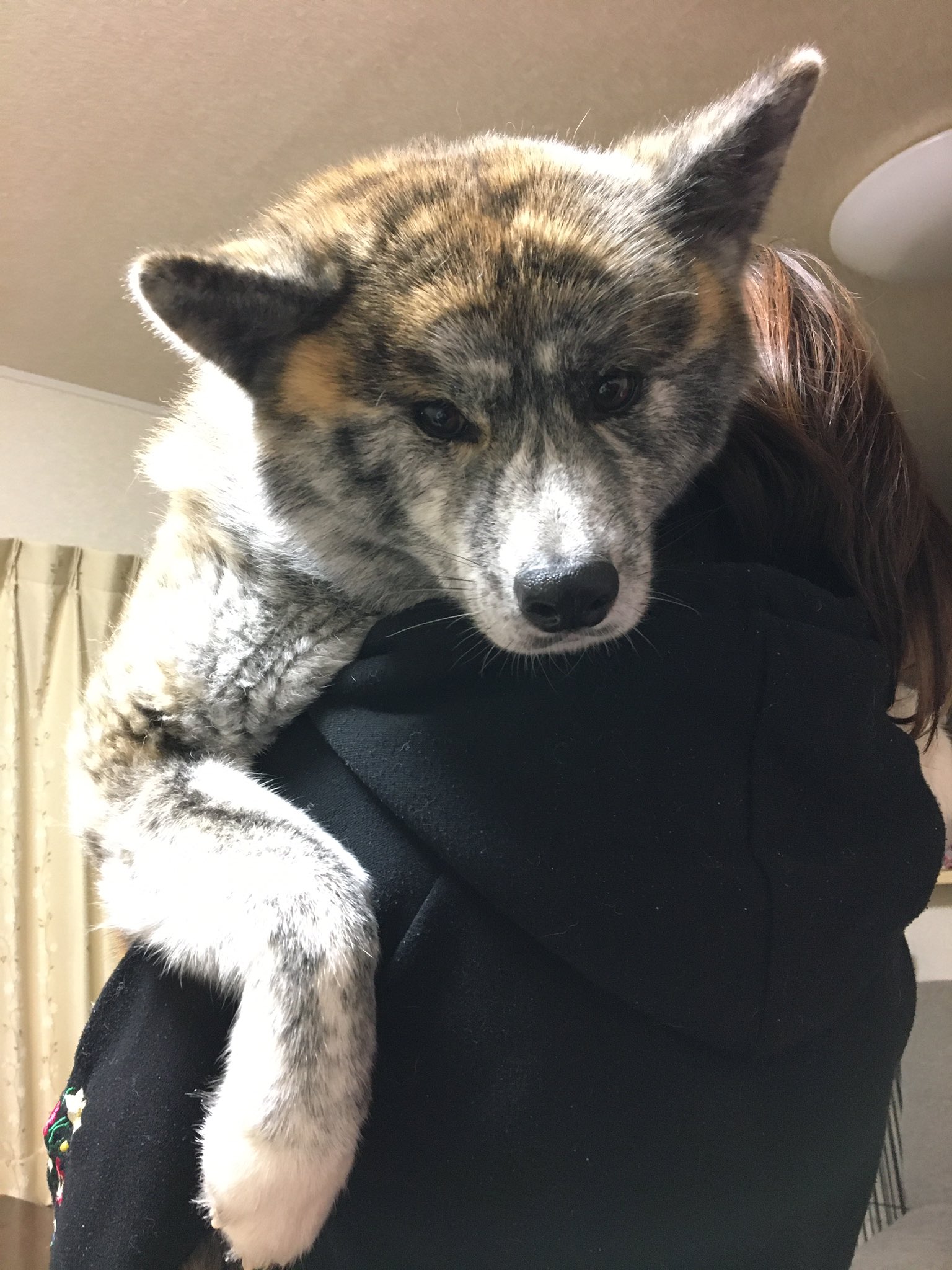 秋田犬 愛桜 めご 蓮人 れんと いつまでたっても T Co Aeli037k5d Twitter