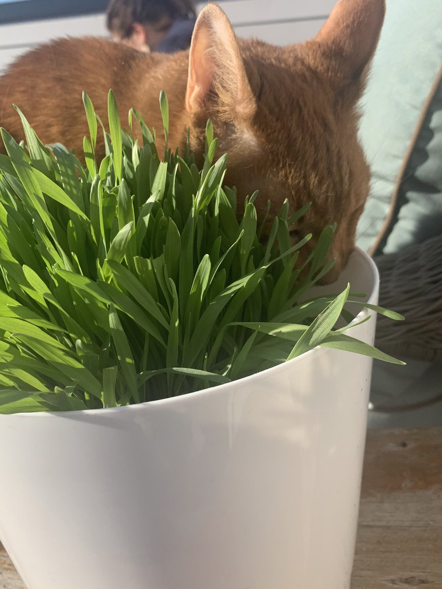 saragoldrickrab's tweet photo. #PellCat enjoys the cat grass I planted on our deck https://t.co/zUxfQPYzbS