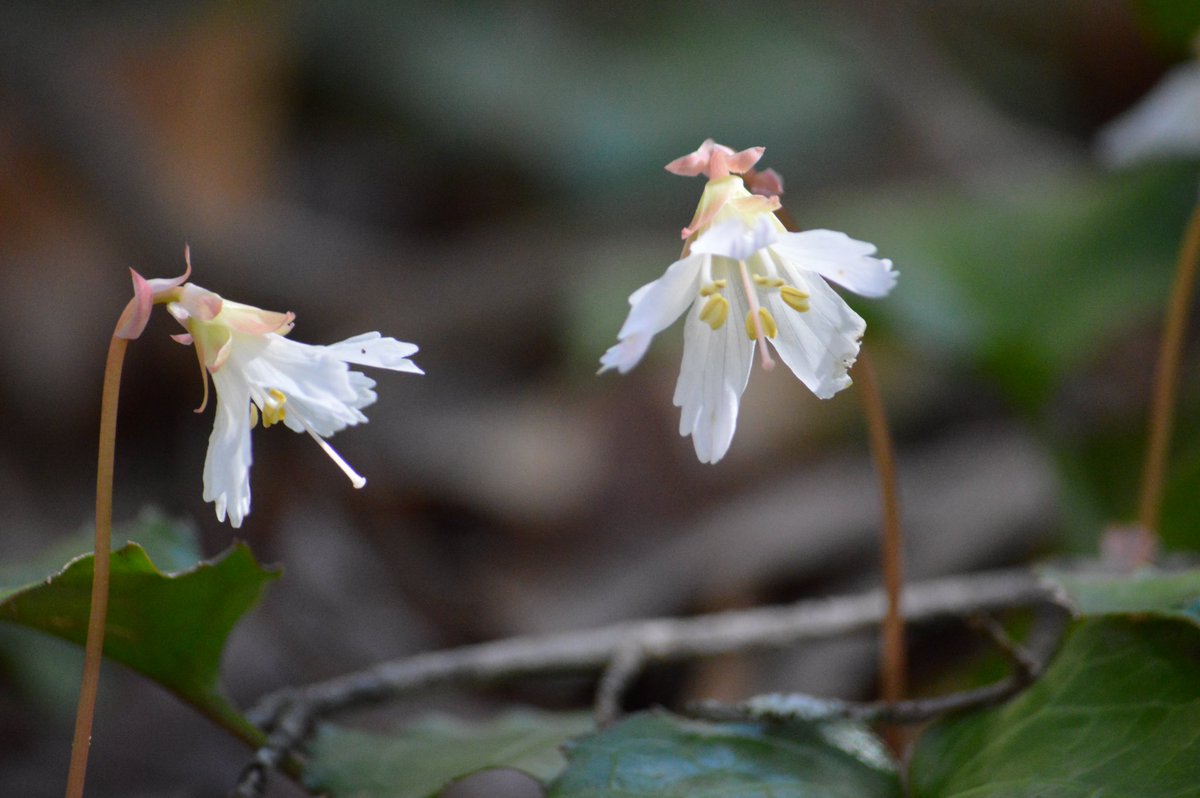 Spring wildflower season has officially arrived! The “bells” are ringing! The first wildflower of the season is at its peak at Devils Fork State Park. The Oconee Bells are blooming. #scstateparks #wildflowers #discoverupcountrysc